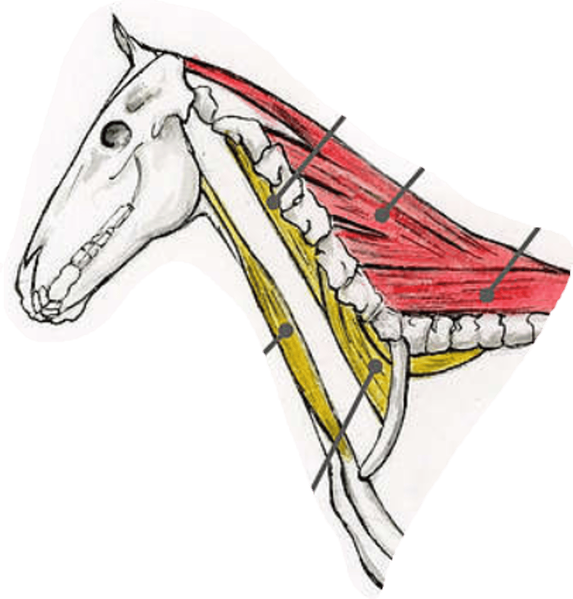 <p>ventral muscles of vertebral column include: (back)</p>