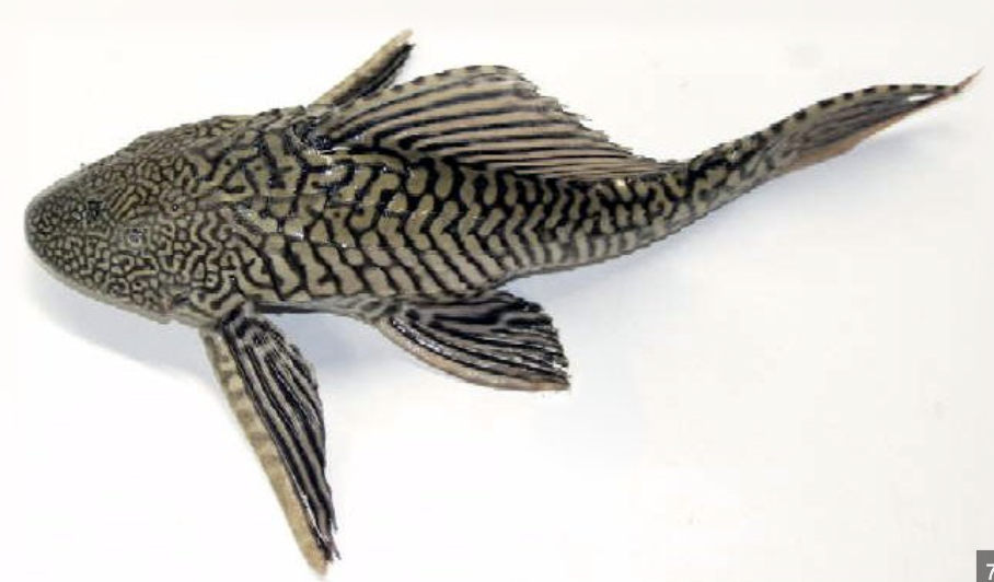 <p>Loricariidae/suckermouth armoured catfish Subclass, Division, Subdivision, Superorder, Order, Family</p>