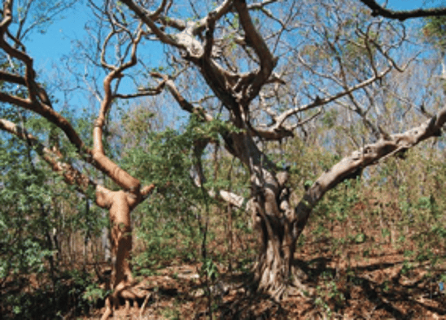 <p>-Warm all year round</p><p>-Extreme wet and dry seasons</p><p>-Wet summer (October to April) and dry winter (May, June, July, August, September)</p><p>-Southern Hemisphere</p><p>-India, Africa, South America, northern Australia</p><p>-Erosion-prone soils</p>