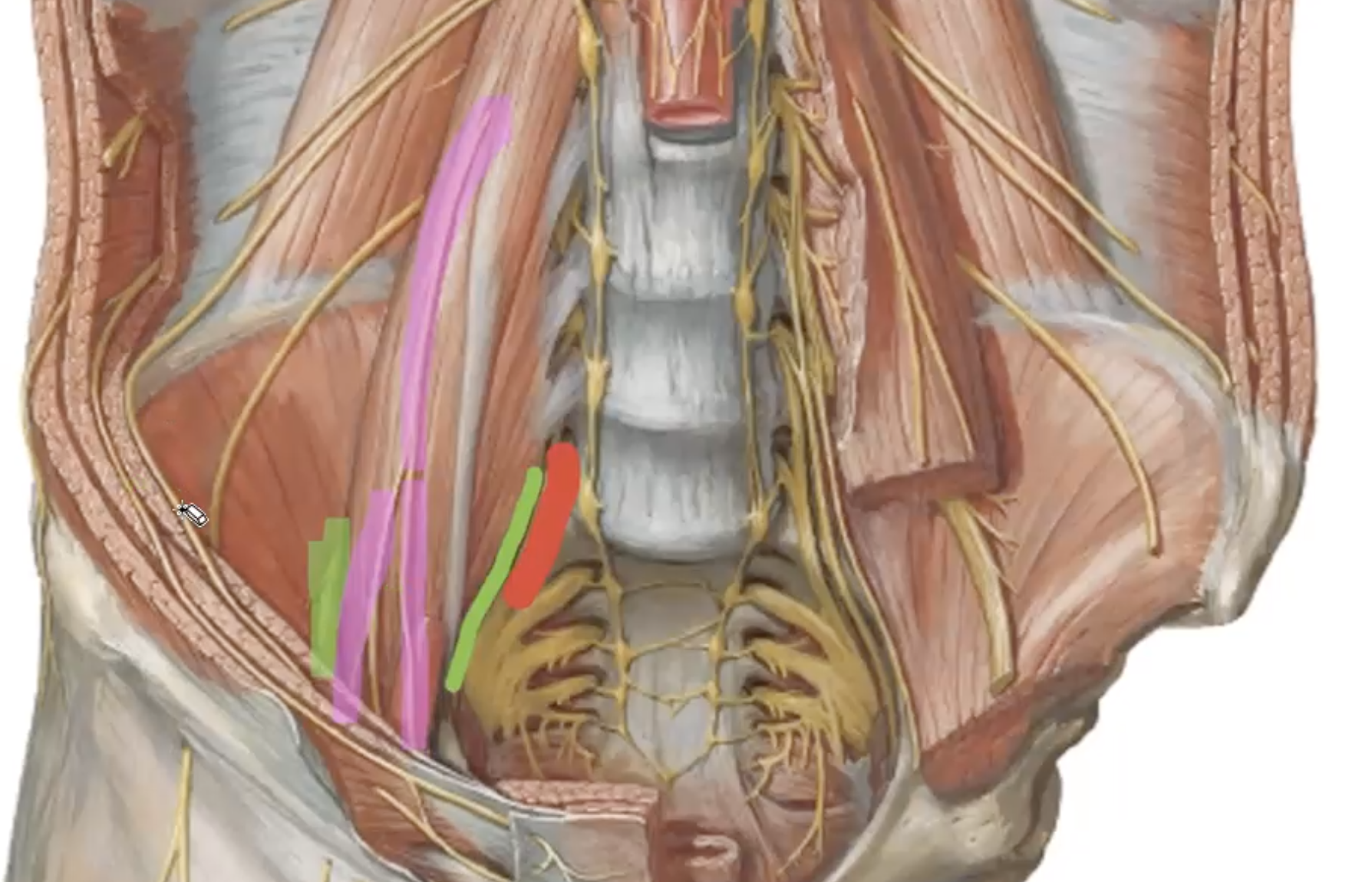 <p>what nerve is highlighted in green (next to the red)?</p>