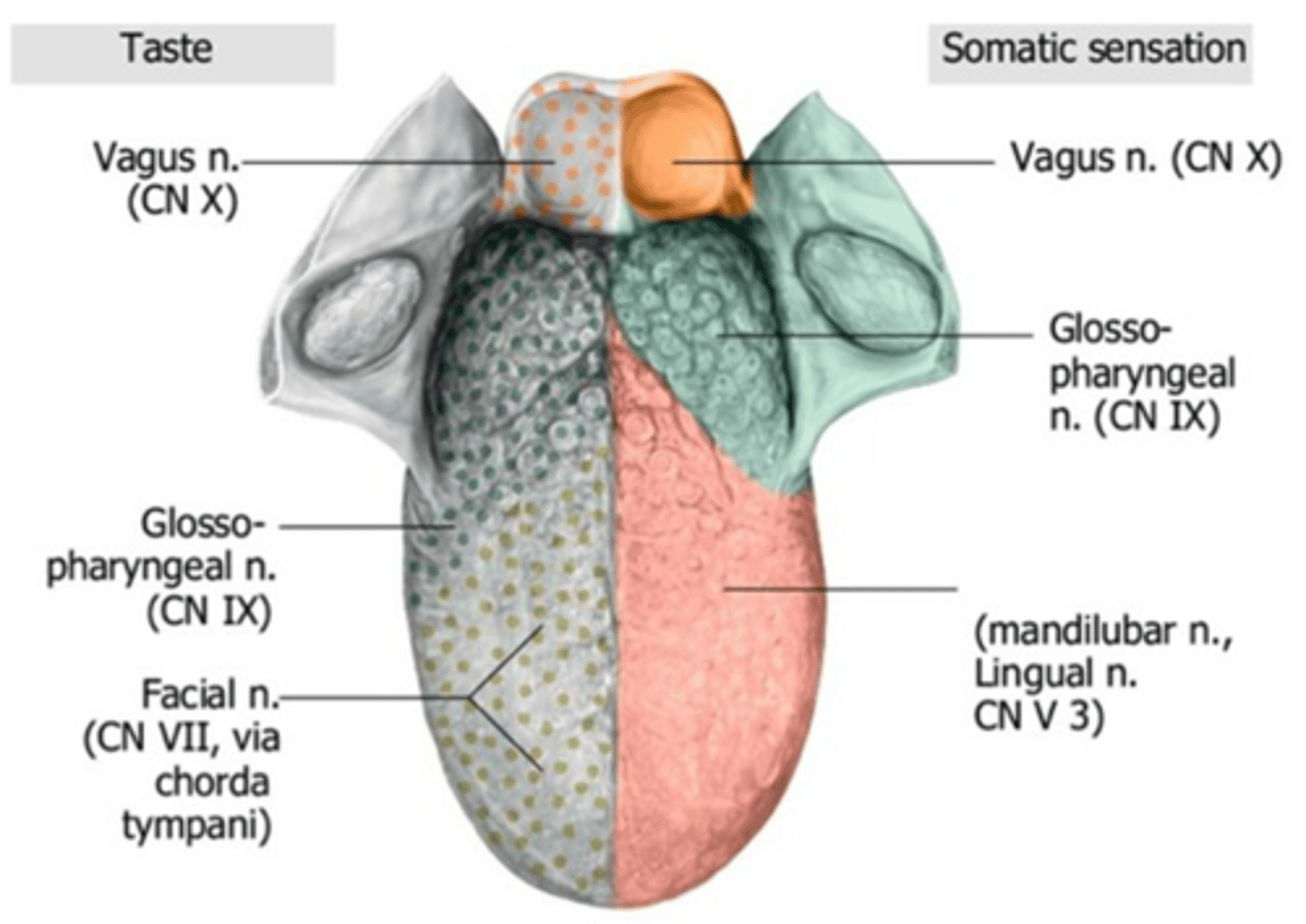 <p>Internal laryngeal branch</p>