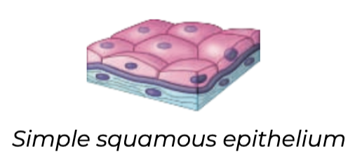 Simple squamous
➔ Single layer of ____like cells
➔ Function in exchange of material by _______ as it is thin and leaky
➔ Lines blood _____ and air ___ of lungs where diffusion of nutrients and gases is essential