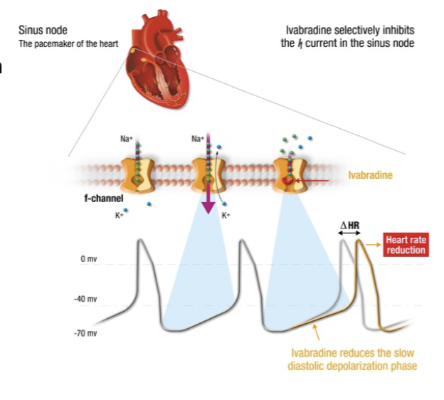 <p><u>Mekanism</u>: Hämmar<strong> I<sub>funny-</sub>current</strong> kanaler i sinusnoden. Det kommer att förlänga fas 4 och sänka hjärtfrekvensen. </p><p><u>Indikation</u>: Hjärtsvikt och angina pectoris. <em>Kräver normal sinusrytm </em>och får ej användas vid arytmier. </p>