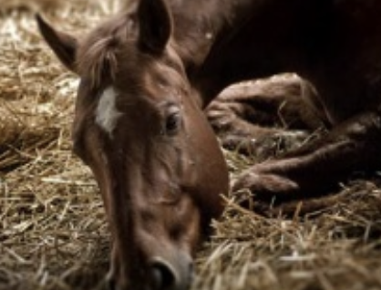 <p>colic=vague term for abdominal pain</p><p>incidence of 10% of horses per year (75% cases are mild/only require 1 dose of pain meds)</p>