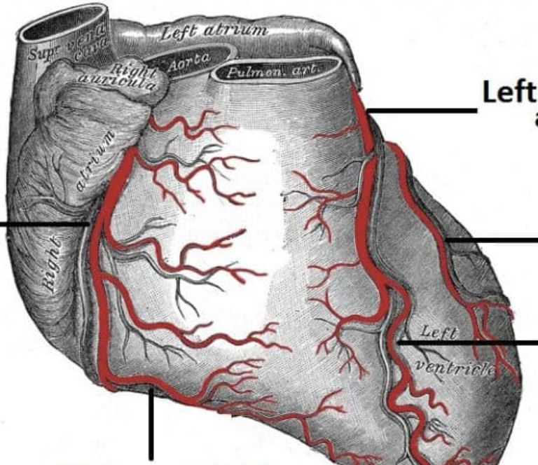 <p>what are the branches of the heart blood vessels?</p>