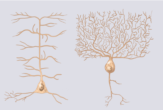 <p>The picture shows the most common structural type of neuron. It contains one axon and multiple dendrites, and it is classified as what type of neuron.</p>