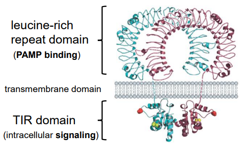 <ul><li><p>extracellular leucine-rich repeat region which <strong>binds to PAMPs</strong></p></li></ul><ul><li><p>transmembrane domain</p></li><li><p>cytoplasmic signaling domain that <strong>interacts with adaptor molecules </strong></p></li></ul><p></p>