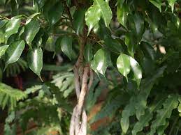 <p>Weeping Fig</p>
