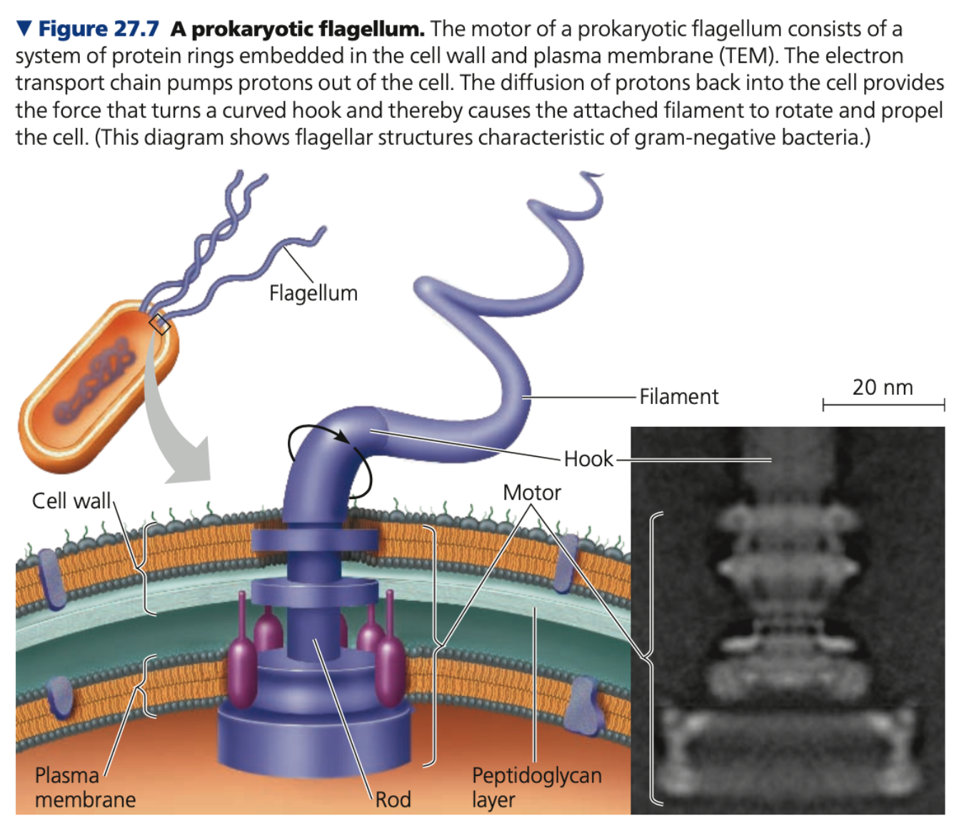 Flagella
● Singular: ________
● Most ________ motility structure
● May be ________ over the entire surface of the cell or ________ at one or both ends 
● Differ from eukaryotic flagella
○ Are 1/10 the width of eukaryotic flagella
○ Not covered by an extension of the ________ membrane
○ Differ in molecular ________ and mechanical ________
■ Bacterial and archaeal flagella are similar in size and rotational mechanism but have different and unrelated ________

● Are ________ structures because they perform similar functions but not related by common descent