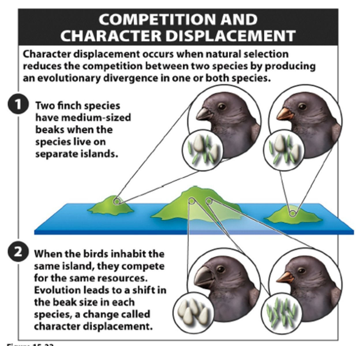 <p>Species evolve non-overlapping traits to avoid competition</p>