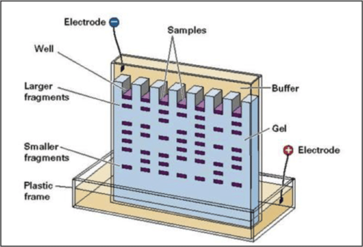 <p>Method of separating various lengths of DNA strands by applying an electrical current to a gel</p>