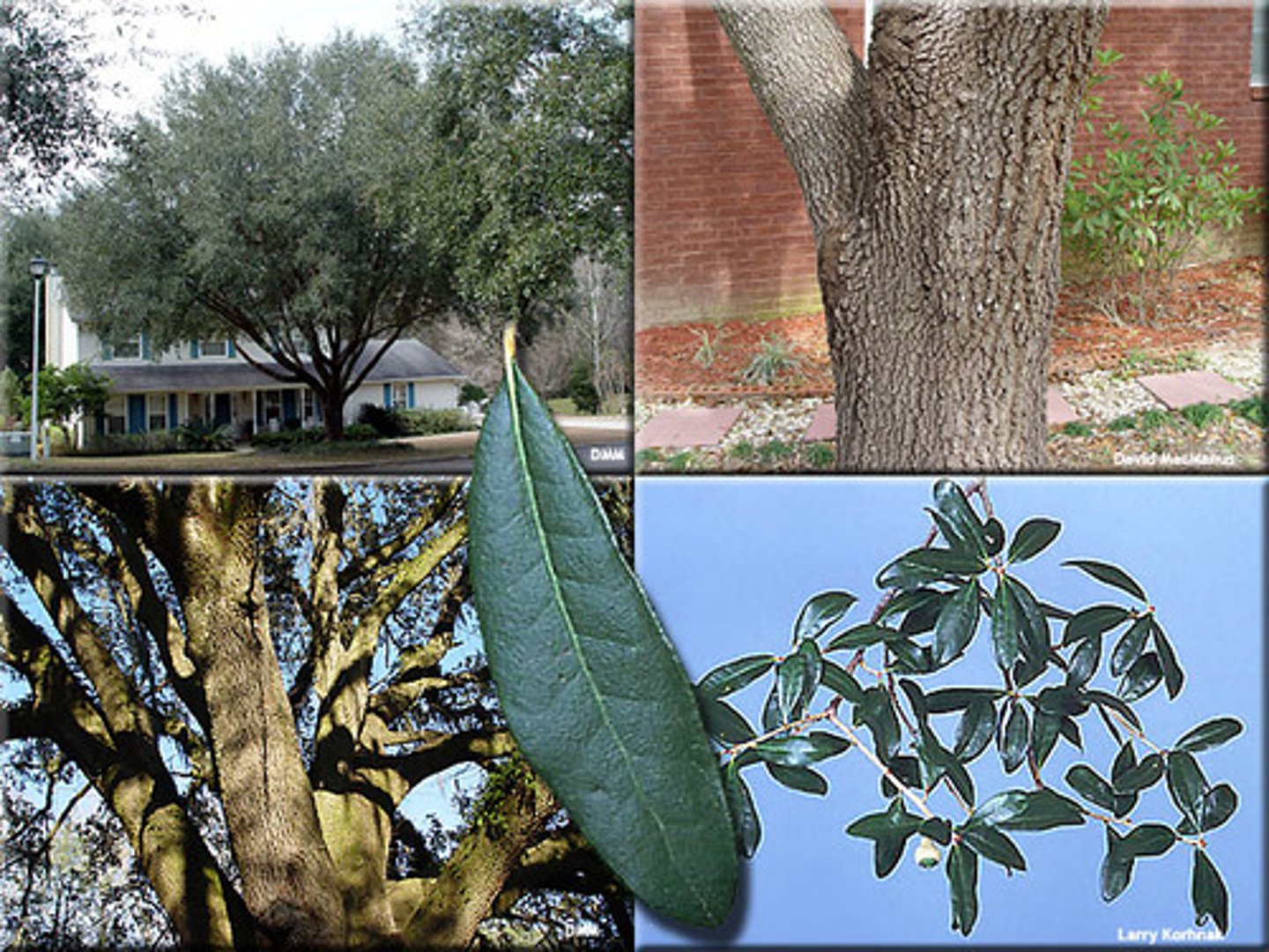 <p>dark to lightish gray colored bark, acorns, oval shaped and stiff leaves</p>