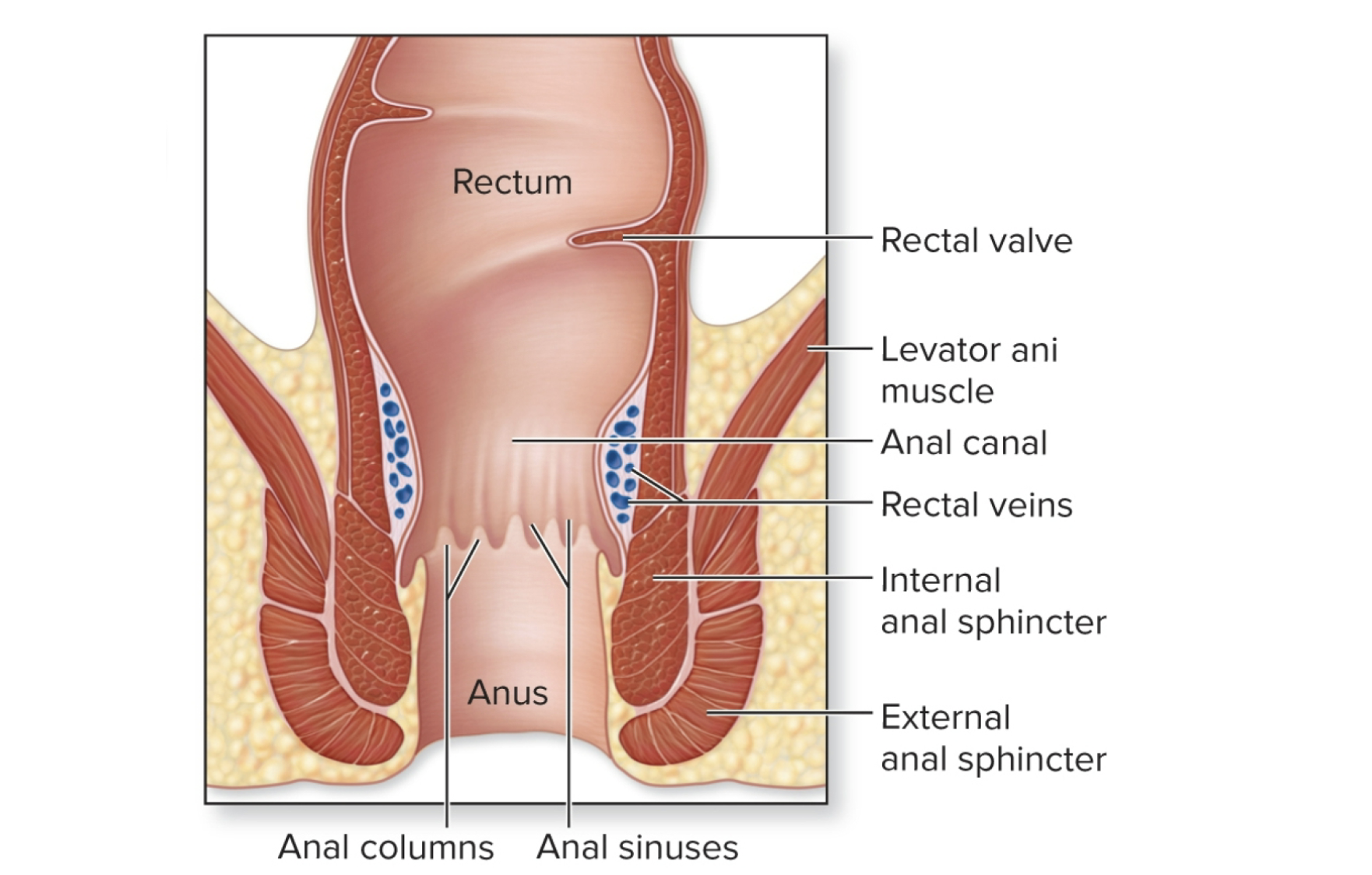 <ol start="2"><li><p><strong>Rectum</strong></p><ul><li><p>Stores feces.</p></li><li><p>Has <strong>rectal valves</strong> that help separate gas from feces so you don’t accidentally pass stool when releasing gas.</p></li></ul></li><li><p><strong>Anal Canal</strong></p><ul><li><p>Final part.</p></li><li><p>Has <strong>two sphincters</strong>:</p><ul><li><p><strong>Internal anal sphincter</strong> (involuntary, smooth muscle)</p></li><li><p><strong>External anal sphincter</strong> (voluntary, skeletal muscle)</p></li></ul></li><li><p>Both keep the anus closed until it’s time to defecate.</p></li></ul></li></ol><p></p>