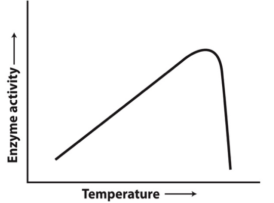 <p>The graph below shows the activity of an enzyme-catalyzed reaction as a function of temperature. The likeliest reason for the rapid decrease in enzyme activity at higher temperatures is that:</p><p>a) a protonated amino acid side chain critical for the enzyme’s activity is rapidly deprotonated.</p><p>b) a deprotonated amino acid side chain critical for the enzyme’s activity is rapidly protonated.</p><p>c) the enzyme becomes denatured and loses the three-dimensional structure critical for activity.</p><p>d) the random thermal motions that result in enzyme-substrate interactions stop.</p><p>e) The reaction is endergonic, and all the reactants have been converted to products.</p>