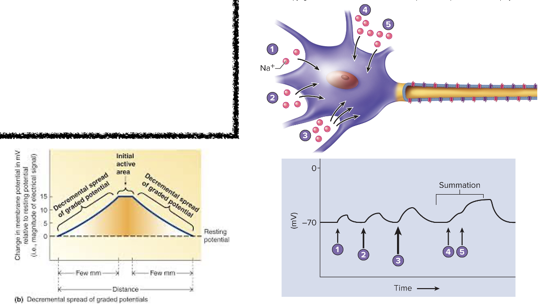 <ul><li><p>Combination/adding graded potentials&nbsp;</p></li><li><p>Large enough (reaches threshold) will result in an action potential</p></li><li><p>Spread in decremental fashion</p></li></ul><p></p>