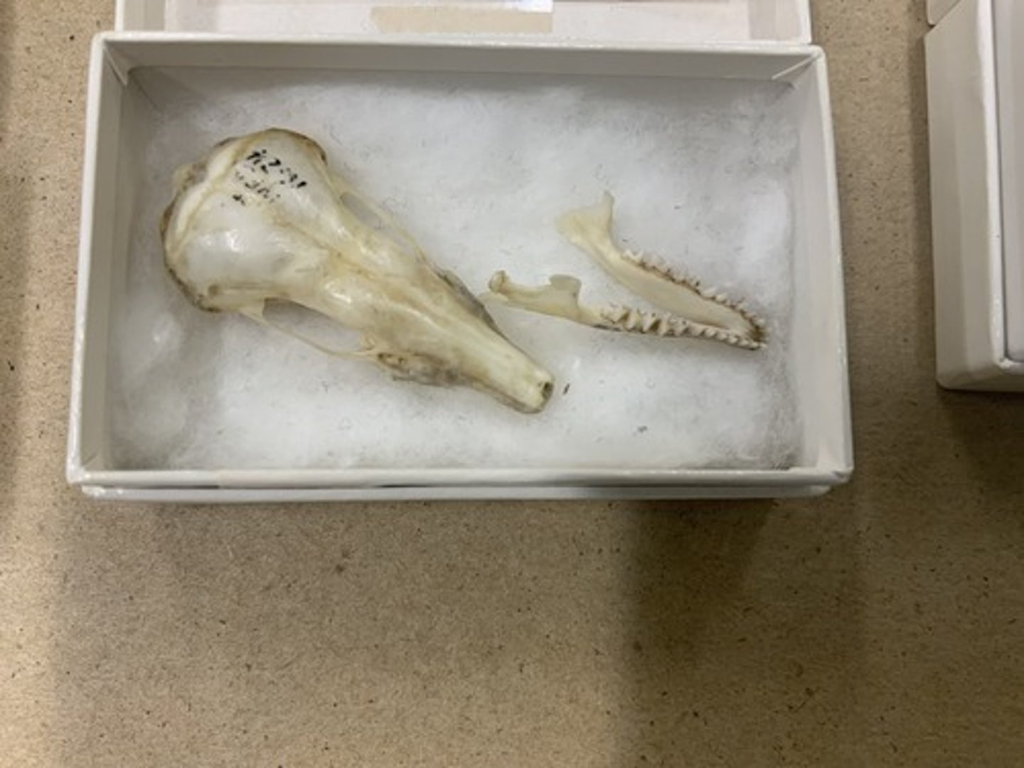<p>Genus</p><p>-bigger</p><p>-11 teeth in mandible</p>