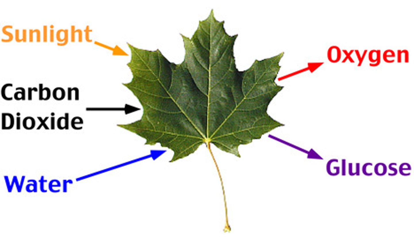 <p>This is how green plants produce their own food. They use chlorophyll to produce food (sugar), using carbon dioxide, water, nutrients, and sunlight. Oxygen is produced during this process.</p>