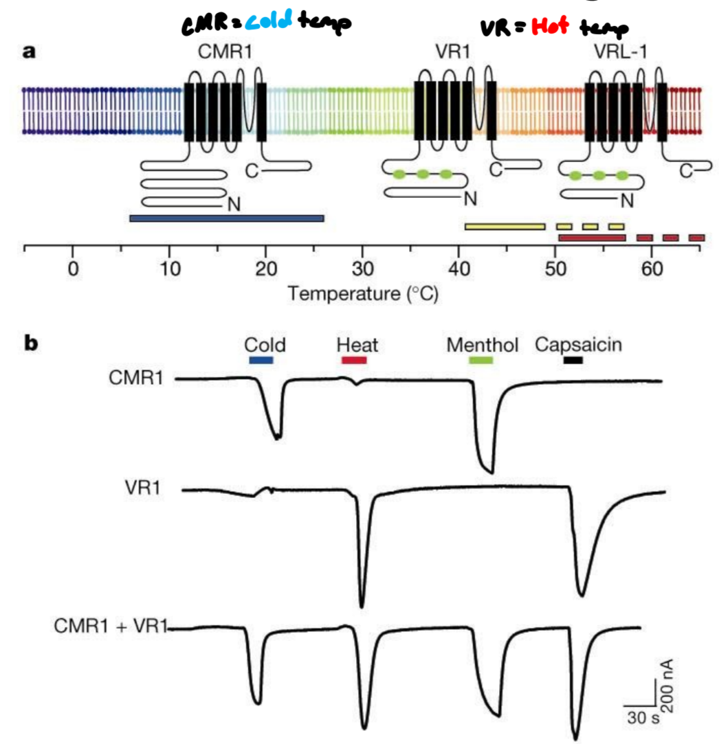 <ul><li><p>different sensory receptors respond to different temperatures</p><ul><li><p>CMR = cold stimuli</p></li><li><p>VR = hot stimuli</p></li></ul></li><li><p>certain chemicals activate certain sensory receptors</p><ul><li><p>why certain chemicals feel hot/cold</p></li></ul></li><li><p>Menthol → activates CMR (cold) stimuli</p><ul><li><p>makes mint feel cold</p></li></ul></li><li><p>Capsaicin → activates VR1 (heat) stimuli</p><ul><li><p>makes chili peppers feel hot</p></li></ul></li></ul><p></p>