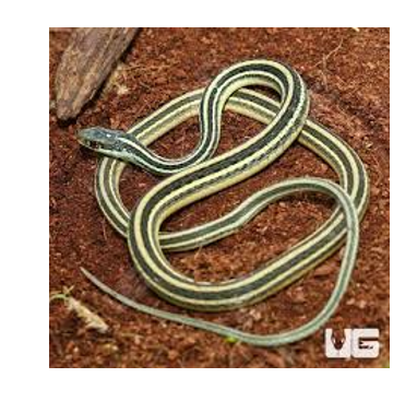 <p><span><span>2 rows of scales between colored strip and belly</span></span></p>