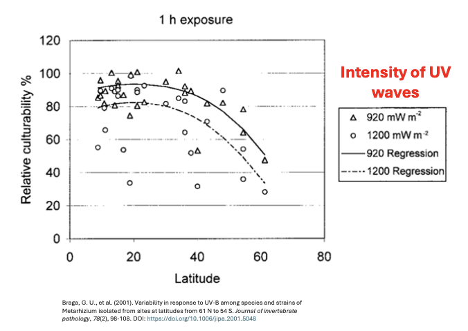 <ul><li><p><em>Thermotolerance = polyphyletic trait emerging thru diff phyla, genera, strains</em></p></li><li><p><strong>Fungi closer to the equator are more thermotolerant, and photoprotection </strong>than those at opposite poles</p><ul><li><p><u>As latitude increases (goes nearer to poles), UV tolerance becomes lower</u></p></li><li><p>Latitude and exposure of fungi to heat correlate with thermotolerance</p></li><li><p><em>Makes sense bc those exposed to higher temps more would have more need to develop higher heat tolerance than those living in colder temps </em></p></li></ul></li></ul><p></p>