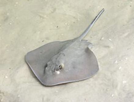 <p>It’s a Southern Stingray!</p><p>• Body roughly rhombic, outer corners of disc sharply rounded</p><p>• Habitat: near shores and bays</p><p>• Diet: mollusks, crustaceans, polychaetes, nocturnal foraging</p><p>• Reproduction: ovoviviparous</p><p>• IUCN Status: near threatened</p>