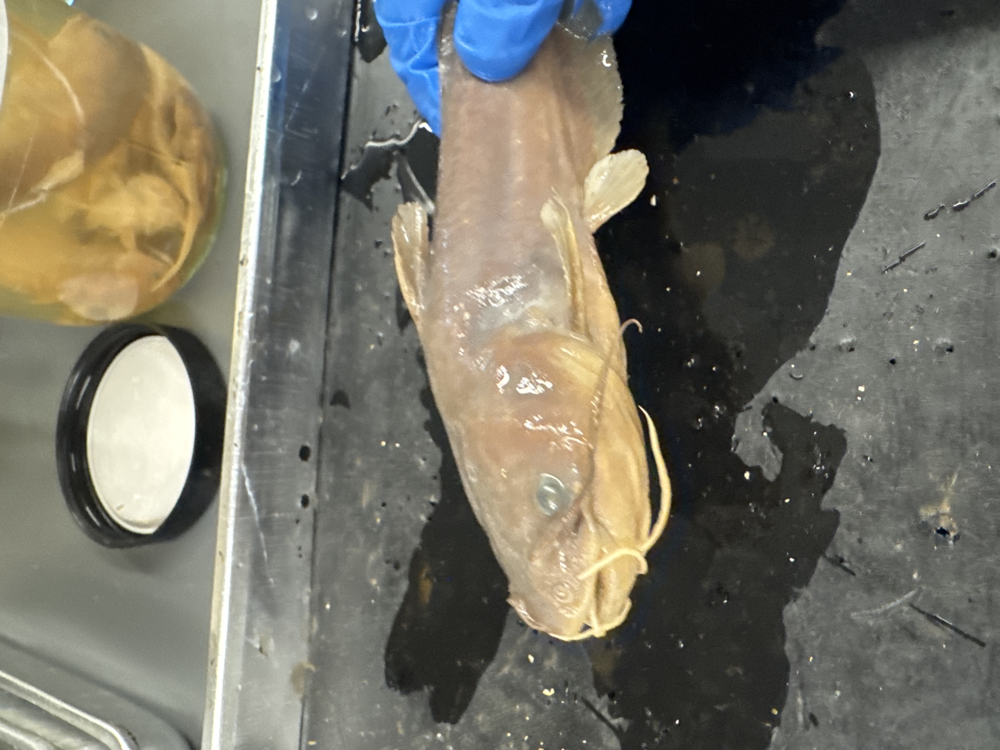 <p>Family:</p><p>Species:</p><p>Scientific:</p>