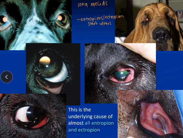 <p><span style="background-color: transparent;"><strong><span>Macroblepharon</span></strong></span></p>