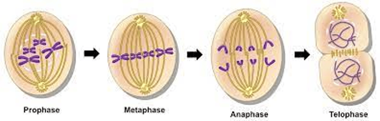<p>Profasen, prometafasen, metafasen, anafasen, telofasen och sist cytokines. (P.P.M.A.T.C)</p>