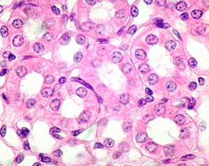 <p>one layer of cells</p>