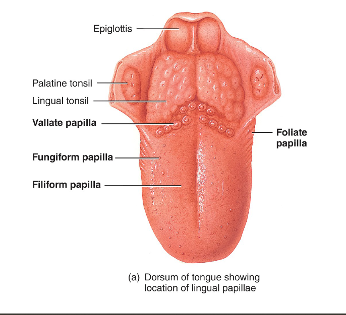 <ul><li><p>cover entire surface of tonuge</p></li><li><p>contain tactile receptors but NO taste buds</p></li><li><p>increase friction to help tongue move food within mouth</p></li></ul><p></p>