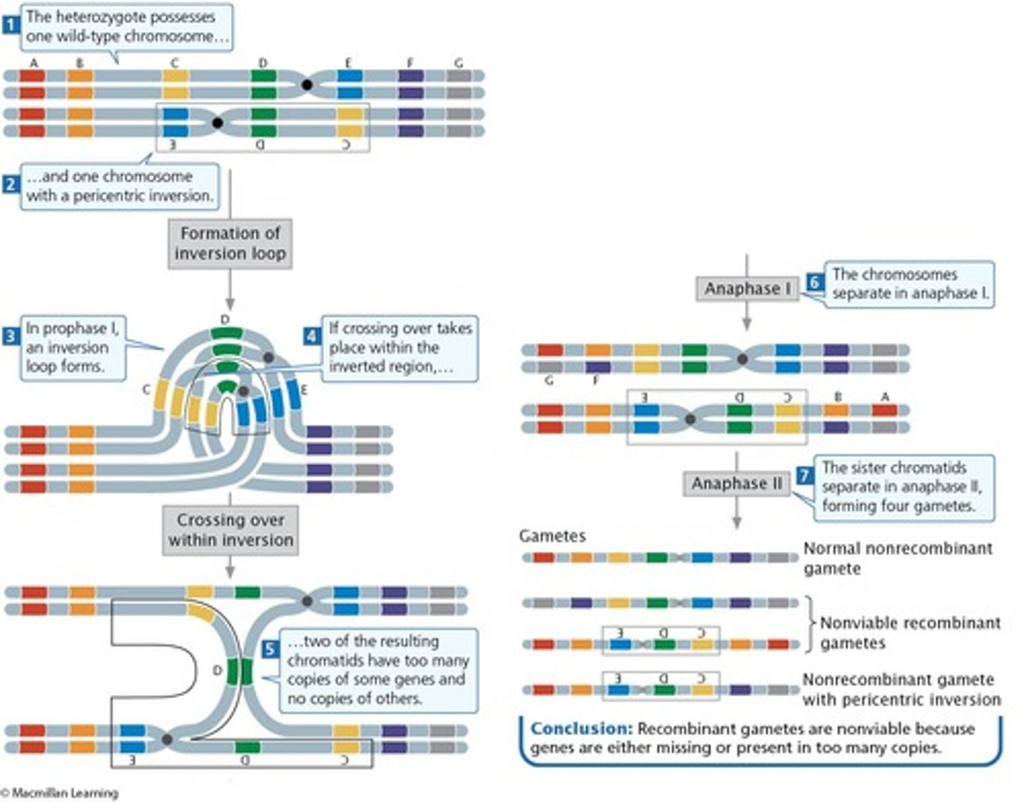 <p>Chromosomes pair in a specific way that can lead to reduced fertility.</p>