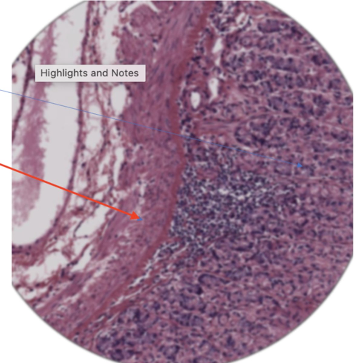 knowt flashcard image