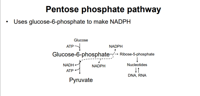 <ul><li><p>Major role in generating NADPH for biosynthetic reactions (e.g., fatty acid and steroid synthesis, detoxification of reactive oxygen species) and ribose-5-phosphate for nucleotide synthesis (DNA, RNA, ATP).</p><ul><li><p>(NADPH is not used in the ETC!)</p></li></ul></li></ul><ul><li><p><strong>Pathway</strong>:</p><ul><li><p>When ATP is needed:</p><ul><li><p>Glucose-6-phosphate preferentially enters glycolysis, but intermediates from the non-oxidative branch of PPP can return to glycolysis to be metabolized for ATP synthesis (e.g. G3P and F6P can go back to glycolysis). This ensures that biosynthetic needs for NADPH are met while also allowing for energy production.</p></li></ul></li><li><p>When nucleotides are needed:</p><ul><li><p>The oxidative phase is active to produce ribulose-5-phosphate, which is then converted to ribose-5-phosphate directly. The intermediates may not return to glycolysis, emphasizing biosynthetic over ATP-producing processes.</p></li></ul></li></ul></li></ul><p></p>