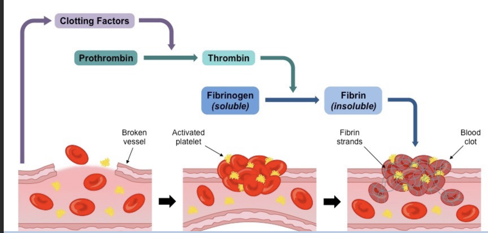<p>How is a clot formed?</p>