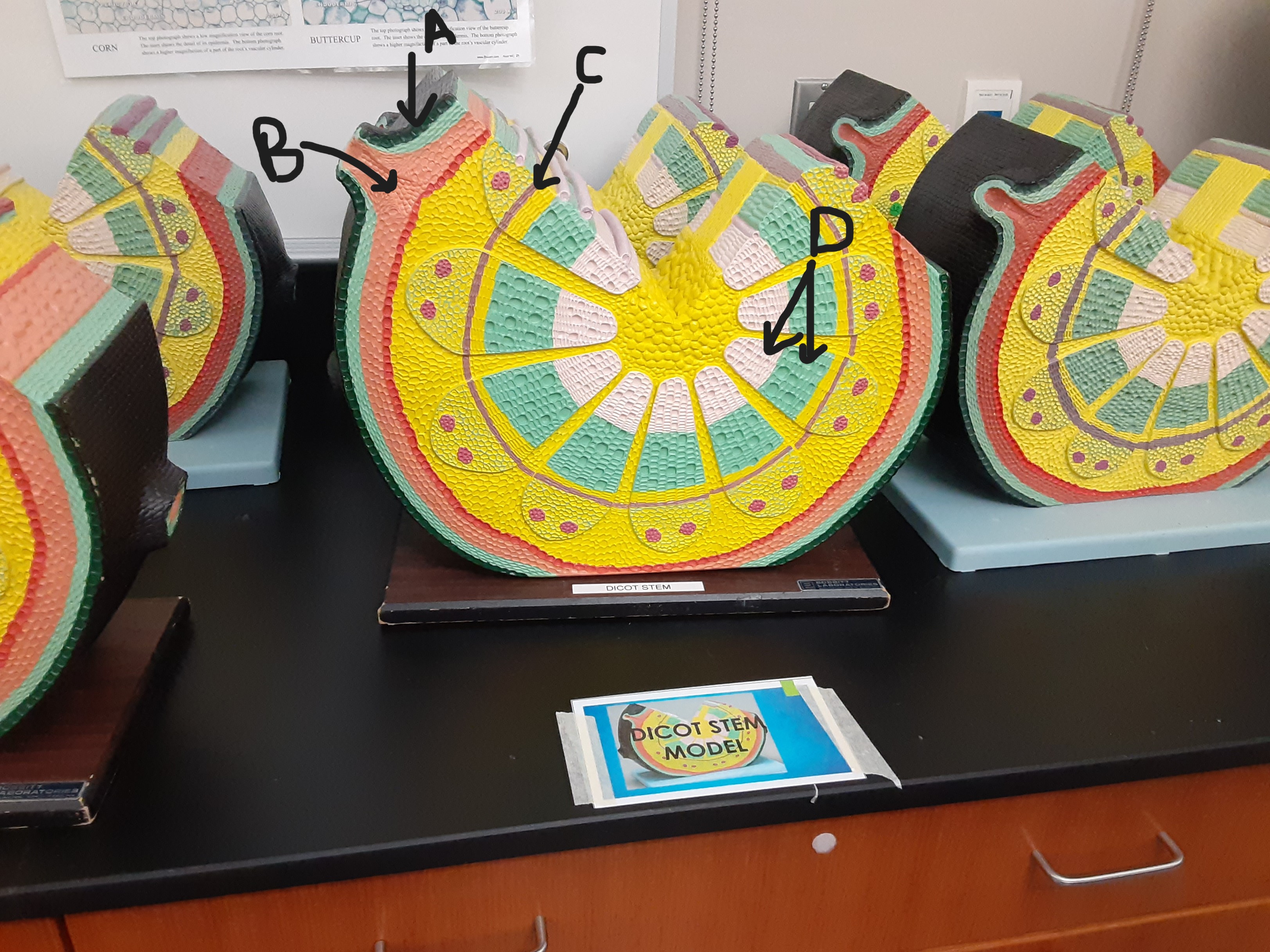 <p>The center is called what? </p>