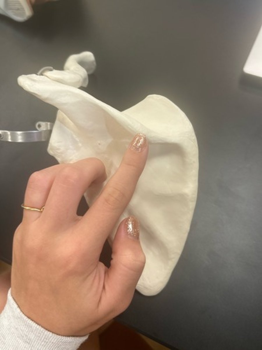 <p>name the bone</p>