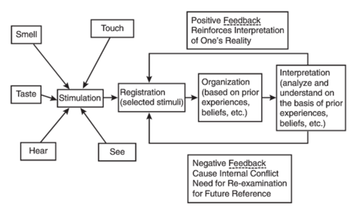 <p>Stimulation</p><p>Registration</p><p>Organization</p><p>Interpretation</p>