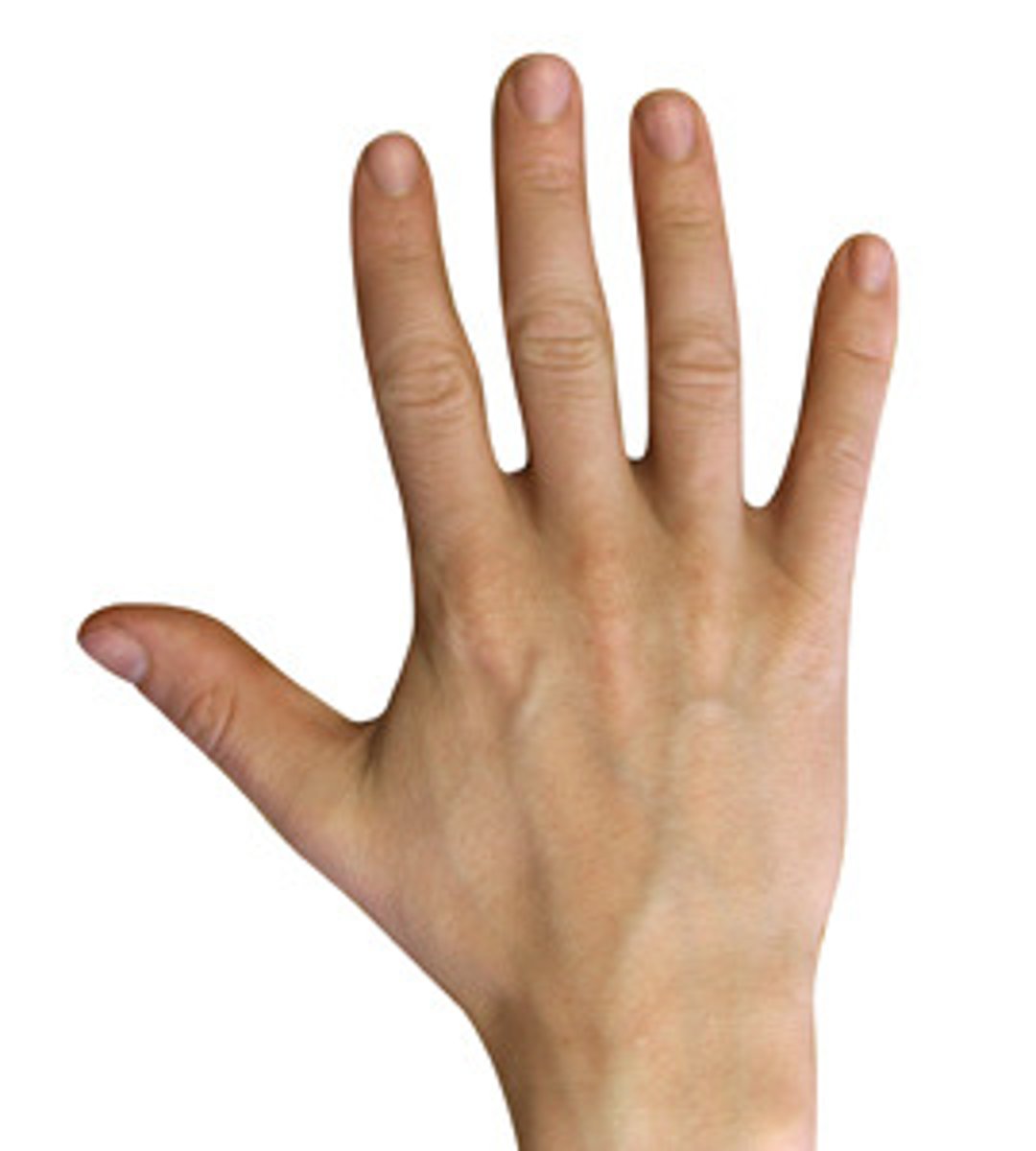 <p>dextra</p>