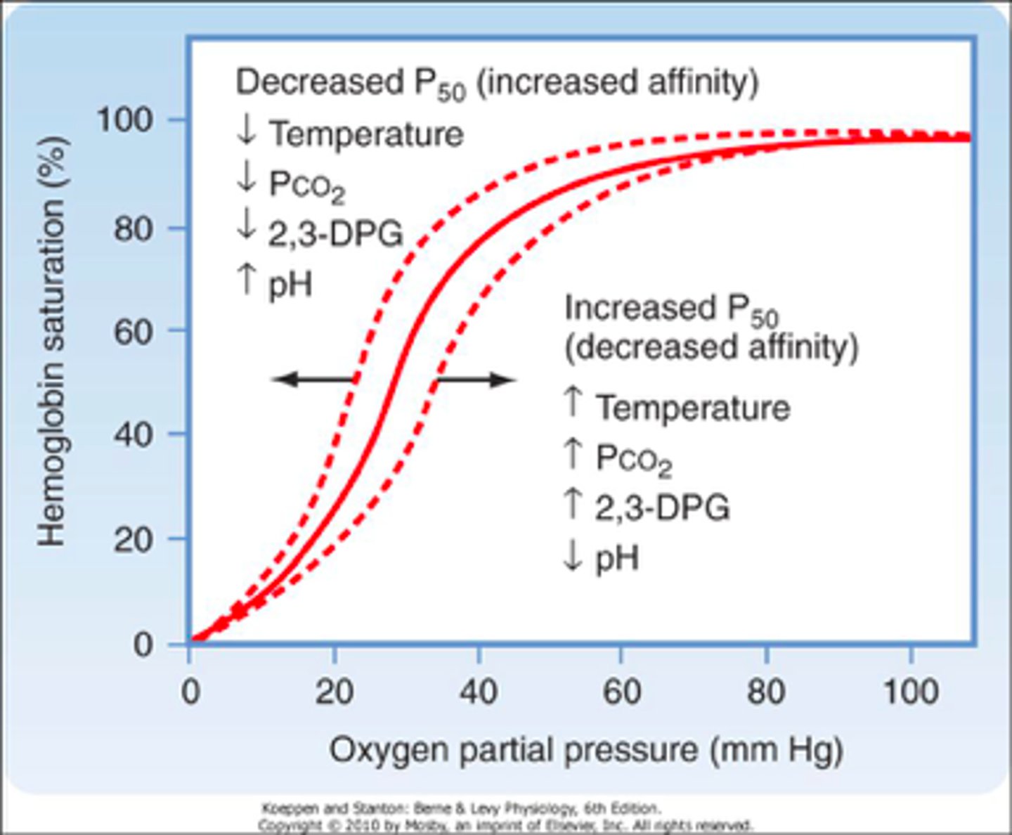 <p>graph that explains the quantity of hemoglobin that will be saturated with oxygen at different partial pressures of oxygen</p>