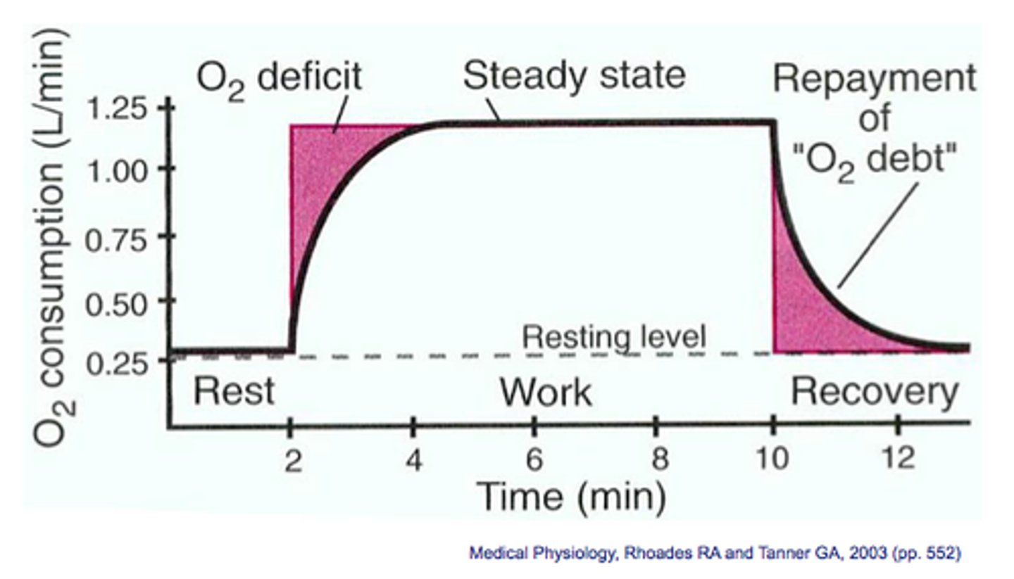 <p>- aerobic respiration of lactic acid in the liver</p><p>- continuation, after exercise, of fast heart</p><p>rate to transport lactic acid in blood from</p><p>muscles to the liver</p><p>- continuation, after exercise, of deeper</p><p>breathing supplying oxygen for aerobic</p><p>respiration of lactic acid</p>