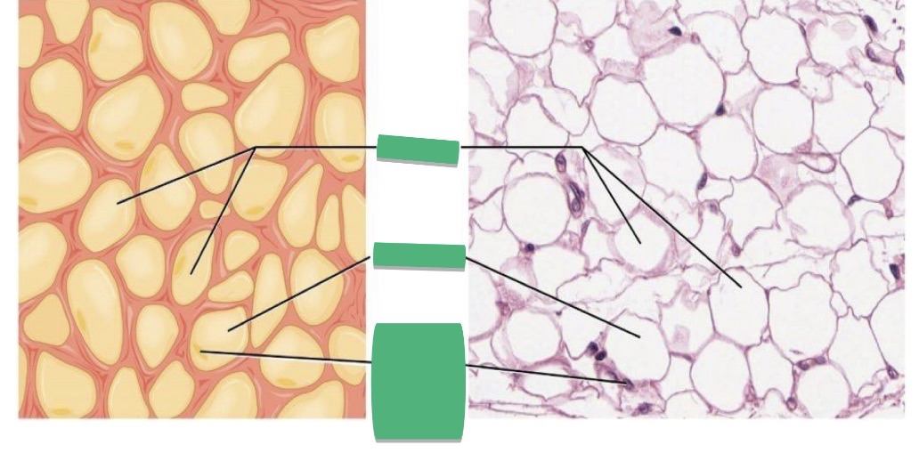 <p>TISSUE: ________</p>