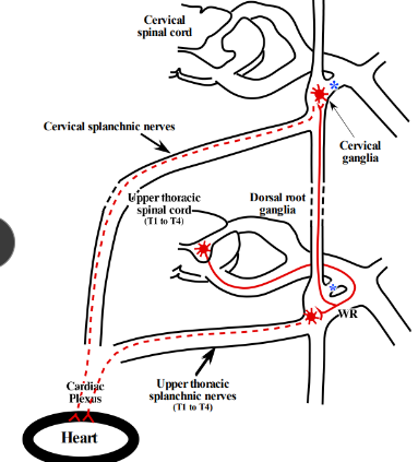 <p>-in either sympathetic chain ganglia from T1 to T4, or in one of the cervical sympathetic chain ganglia</p><p>-travel in the cervical and upper thoracic splanchnic nerves passing through the cervical plexus to reach the heart</p>