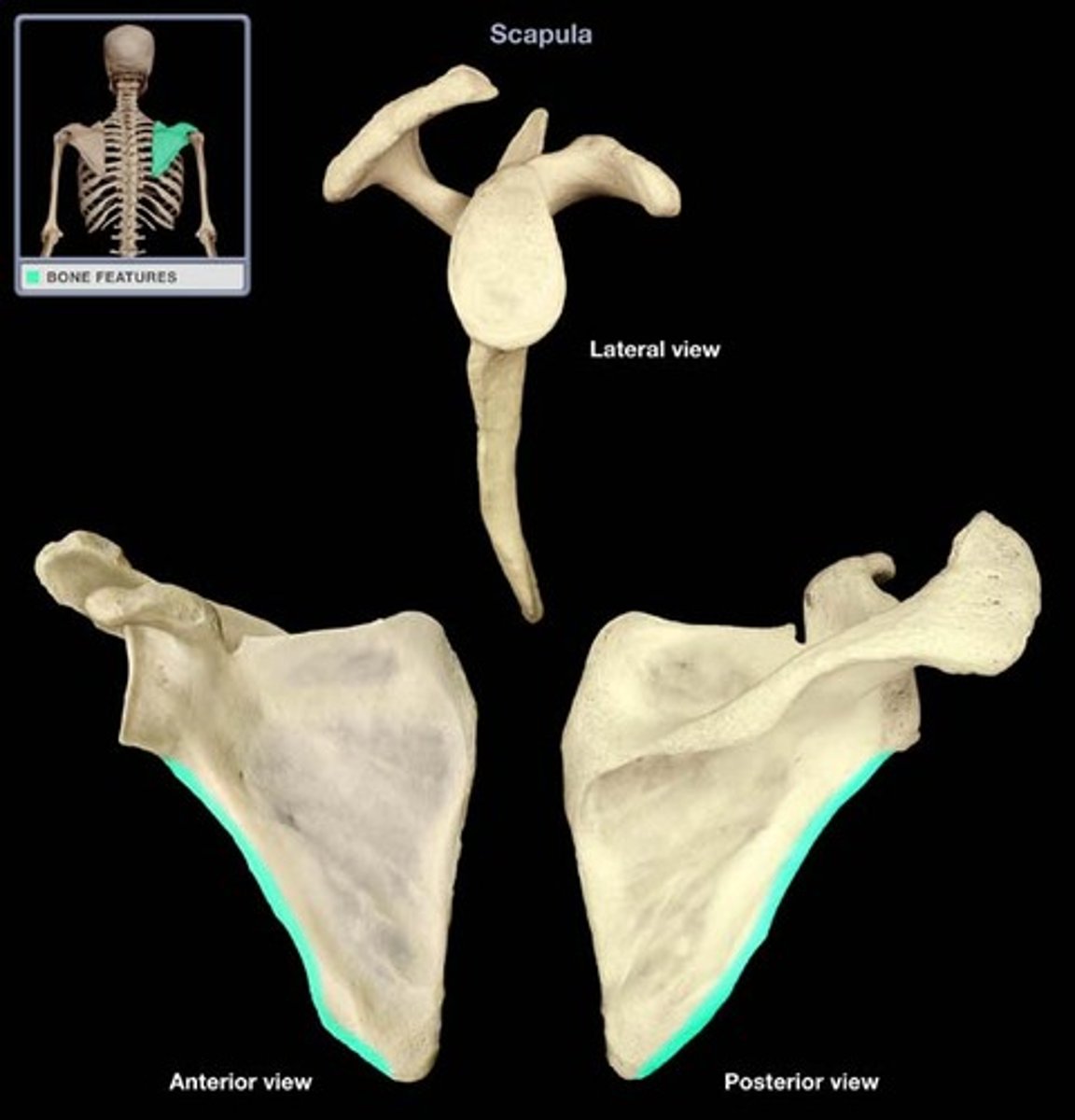 <p>The lateral border, thicker border the Scapula that is located near the axilla; attachment site for teres minor and teres major muscles</p>