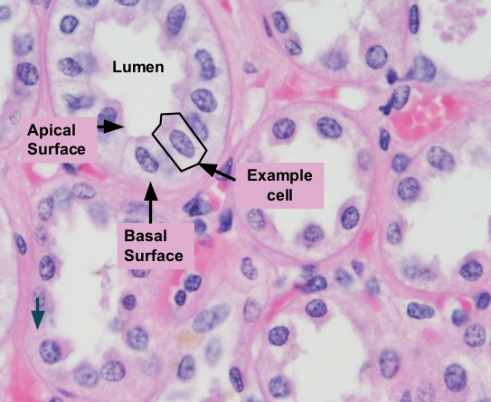 <p>secretion; pancreas, salivary glands, and KIDNEYS&nbsp;</p>