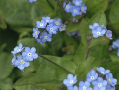 <p>Name This Flower</p>