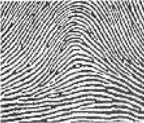 <p>Which fingerprint is this?</p>