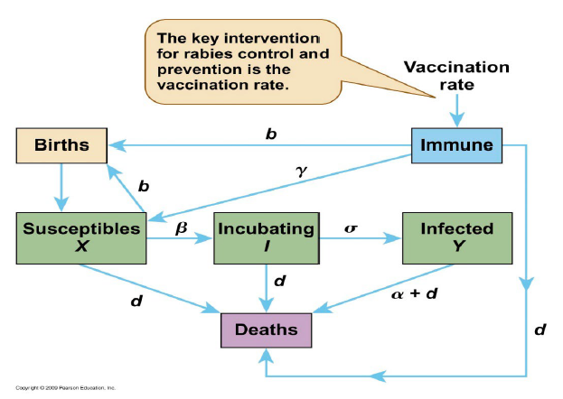 <p>Considering the following box and arrow diagram which represents a compartment model for rabies, which of the statements following the diagram is/are correct?</p>