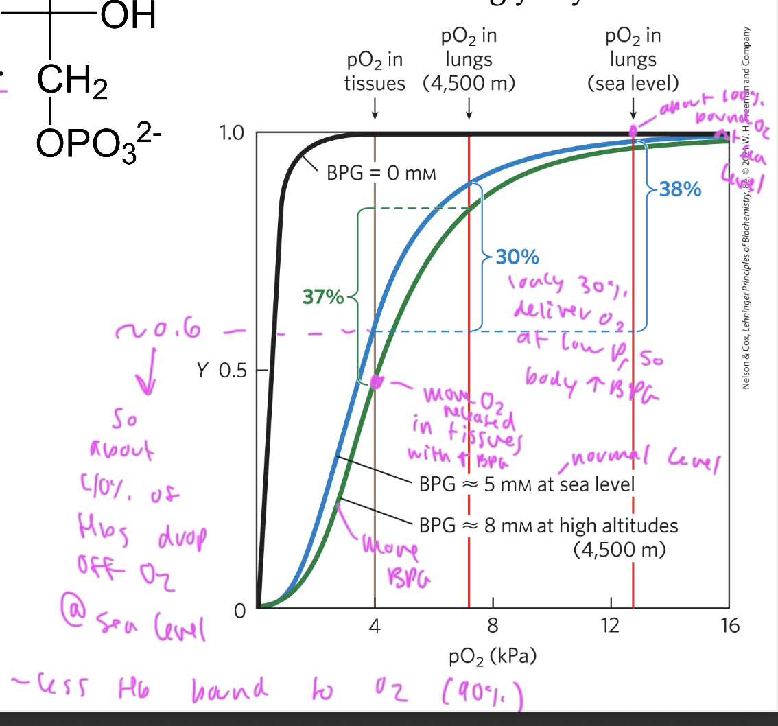 <ul><li><p>BGP binding to Hb promotes the release of oxygen (shifts curve right)</p></li><li><p>BPG is 2,3 biphosphoglycerate</p></li><li><p>is stabilizes the T state of Hb by crosslinking two beta subunits</p></li><li><p>when Hb is in the R state, the central cavity its too tight for BPG to bind, so oxygen binds</p></li><li><p>BPG shifts the oxygen saturation curve of Hb to the right so that more is released (it lowers the affinity of oxygen for Hb)</p></li><li><p>without BPG at low pressure: makes it so that the Hb start holding less O2 and therefore have less to deliver to the tissues, you want BPG to help get more delivered so it drops off more at tissues and shifts curve right</p></li></ul><p></p>