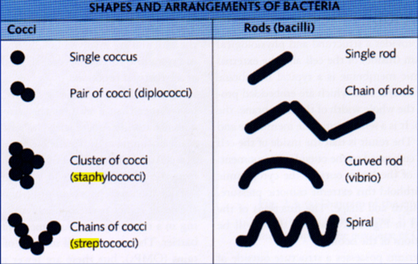 <p>Cluster gram positive cocci: staphylococci</p><p>Chains of gram positive cocci: streptococci</p>