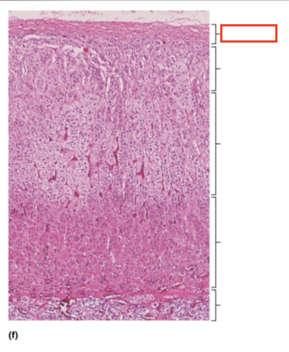 <p>What structure is highlighted?</p>